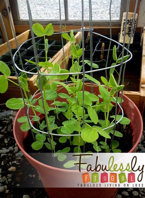 This makes peas an ideal companion for many types of plants in your home garden. 12 Functional DIY Pea Trellis Ideas