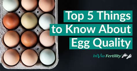 Top 5 Things You Should Know About Egg Quality And Ivf Bipmd