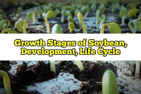 Growth Stages Of Cucumber Life Cycle Rockets Garden Images The Best