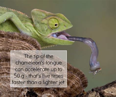 Chameleon Tongue Chameleon Tongue Fun Science Chameleon