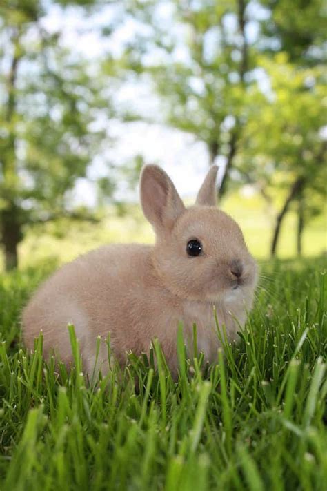 Top 10 Dwarf Rabbit Breeds With Pictures Vlrengbr