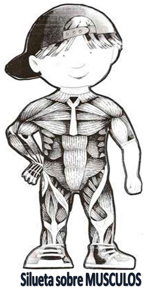 Material Didáctico El Cuerpo Humano Esqueleto Y órganos Internos