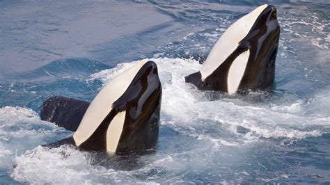 The Killer Whale That Can Say Hello And Bye Bye Bbc News