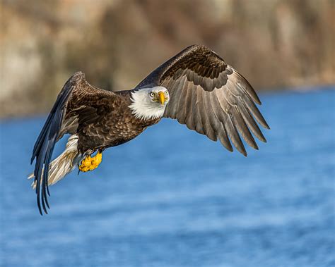 1360x768 Resolution Bald Eagle Flying Above Body Of Water During