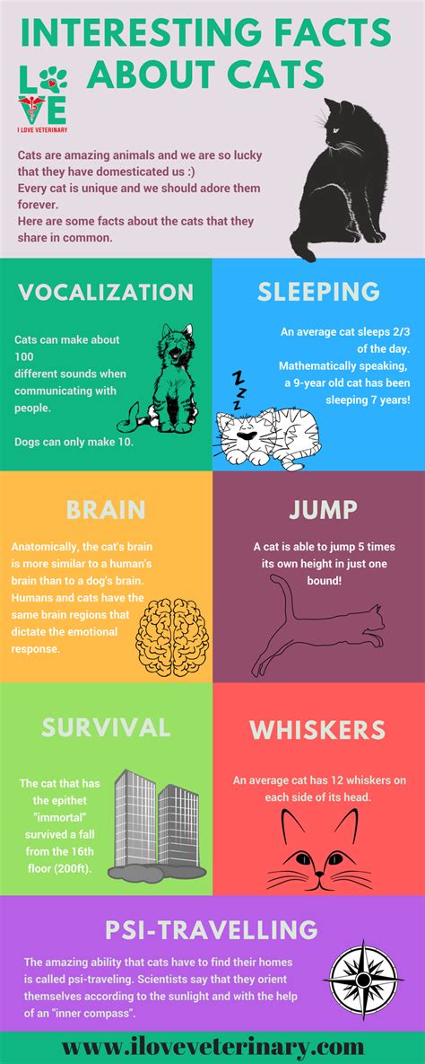 Interesting Facts About Cats Infographic Cat Infographic Cat Facts