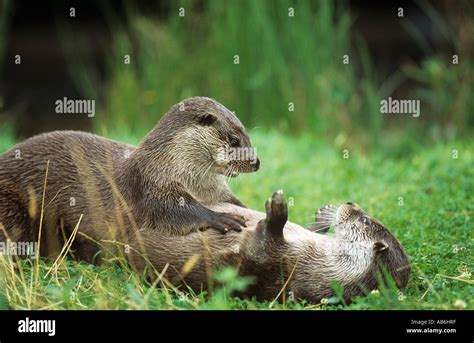 European River Otters Playing Lutra Lutra Stock Photo Alamy