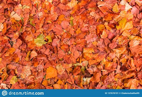 Colorful Autumn Leaves On The Ground Natural Background Stock Image
