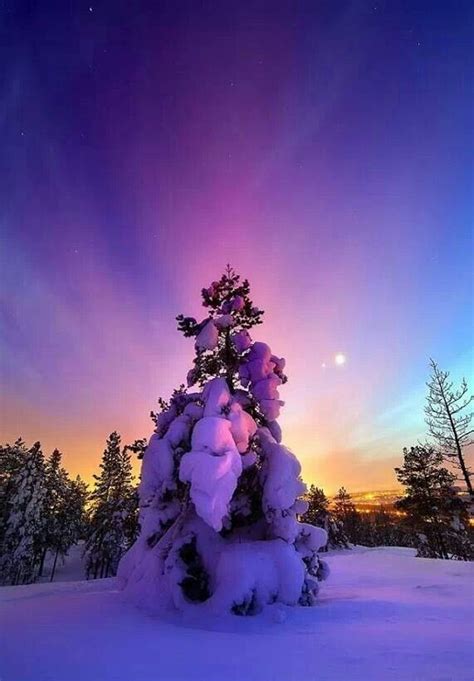 Purple Passion Winter Scenery Winter Beauty Beautiful Nature