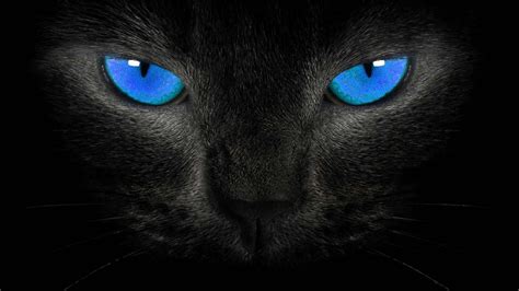 Download blue wallpapers hd, beautiful and cool high quality background images collection for your device. 30 Ultimate Cat Wallpaper In 4K, HD, Ultra HD Quality ...