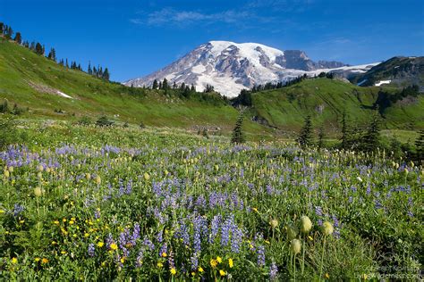 Summer Wildflowers Paradise Meadow Mount Rainier National Park