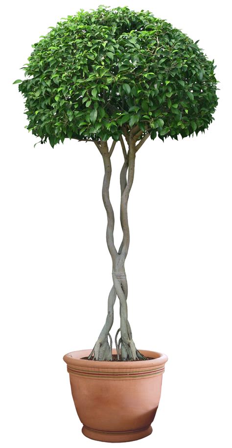 plant png 12 by DIGITALWIDERESOURCE on DeviantArt png image