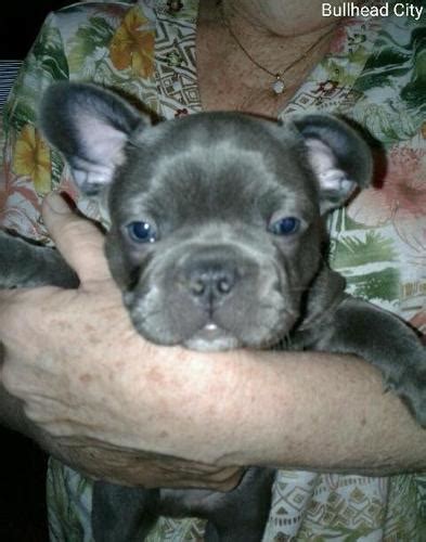 The french bulldog should be on the short list of breeds for anyone who lives without a vast tract of suburban backyard. Frenchton Puppy for Sale - Adoption, Rescue for Sale in Bullhead City, Arizona Classified ...