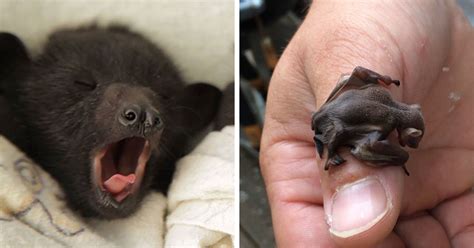 When Do Bats Have Babies