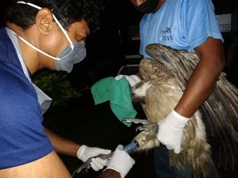 Wti Team Treats Poisoned Vultures Wildlife Trust Of India