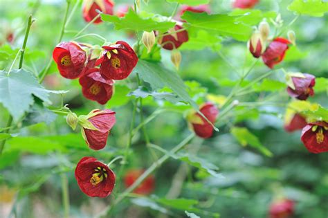 Abutilon Flowering or Parlor Maple Overview