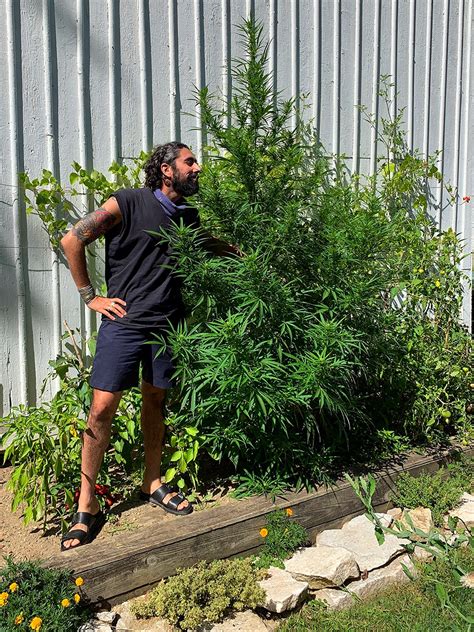 6 Things To Know About How To Grow Weed In Your Garden Domino