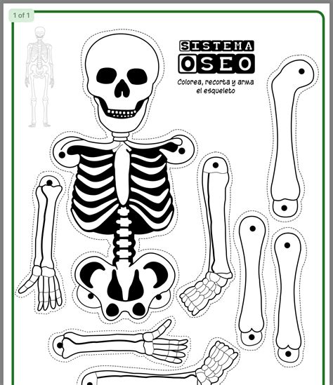 Sintético 95 Foto Imagen De Esqueleto Humano Para Niños Actualizar