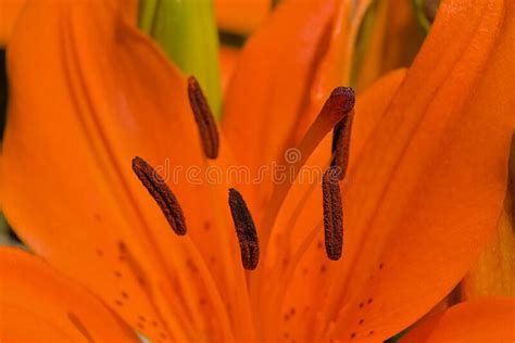 Heart Of A Bright Orange Fire Lily Flower And Buds Stock Image Image