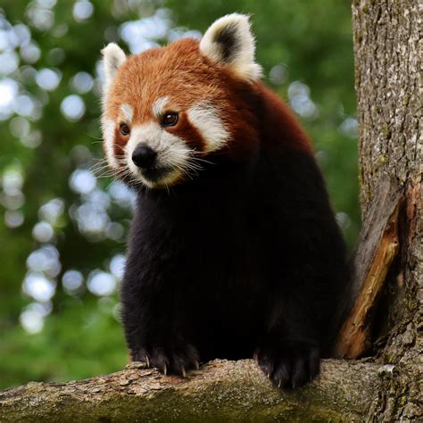 Red Panda Toronto Zoo Wildlife Conservancy Adopt An Animal