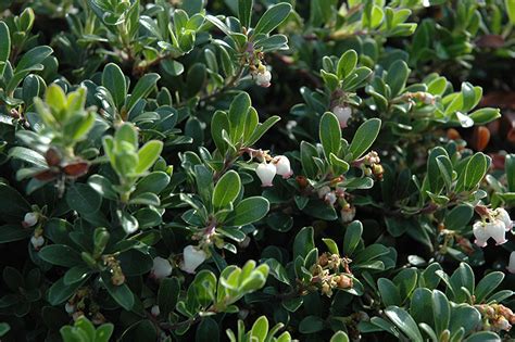 Bearberry makes a very attractive ground cover where few other plants would be happy. Massachusetts Bearberry (Arctostaphylos uva-ursi ...