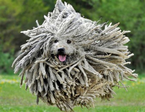 5 Most Weird Dog Breeds In The World