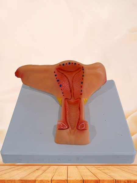 The female's internal conflict it is built into our very nature as human beings to have to endure the conflict imposed by the combination of our biology and rationality, our bodies and our minds. Female internal genital organs anatomy model