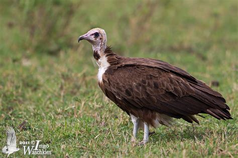 Adult Hooded Vulture Photo Ingo Waschkies Photos At
