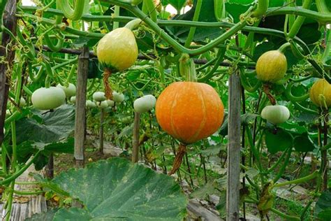 How To Grow Pumpkins Vertically On A Trellis Gardeners Path