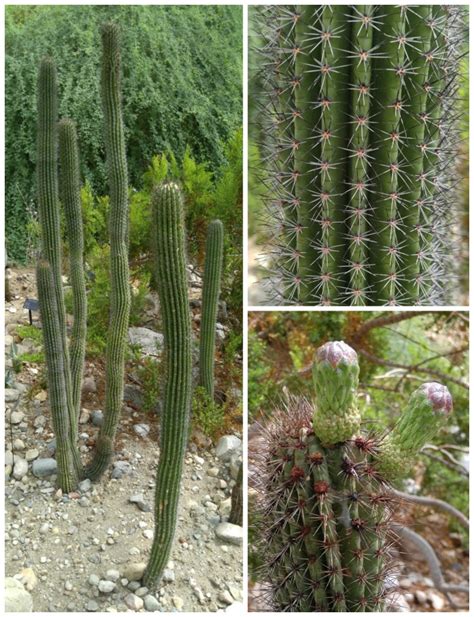 Cacti are quite easy to grow from seed and the results can be very rewarding. Foellinger-Freimann Botanical Conservatory - Fort Wayne ...