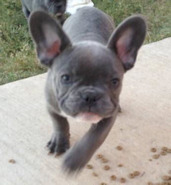 Beautiful bulldogs of texas 5003 fm 360 needville, tx needville united states ph: French Bulldog puppies for sale for Sale in Dallas, Texas ...