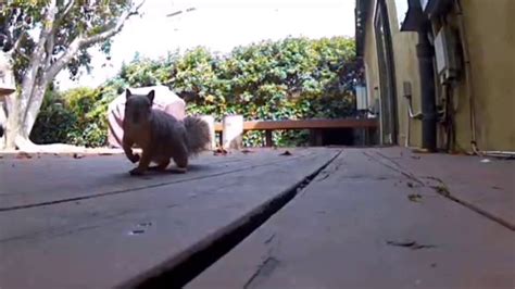 Skippy The Busy Squirrel YouTube