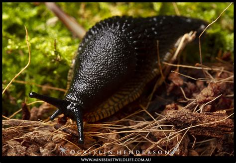 This Black Slug Is Invading Australia At The Speed Of Slug