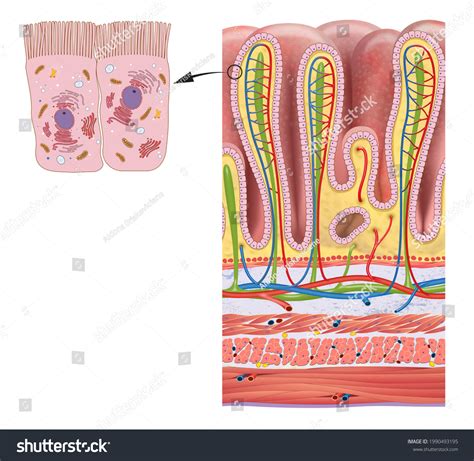 Stomach Wall Layers Gastric Glands Detailed Ilustrações Stock
