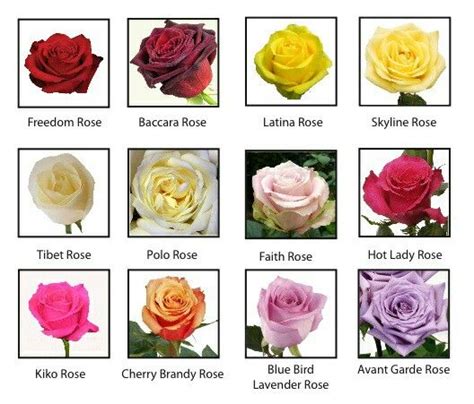Roses Varieties Rose Varieties Rose Bloom