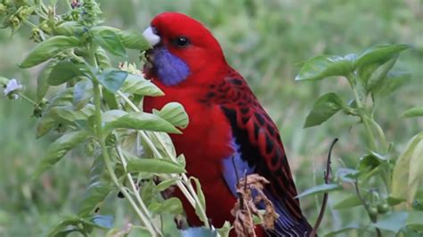 Crimson Rosella Parrot Beautiful Australian Birds Red Parrot Bird