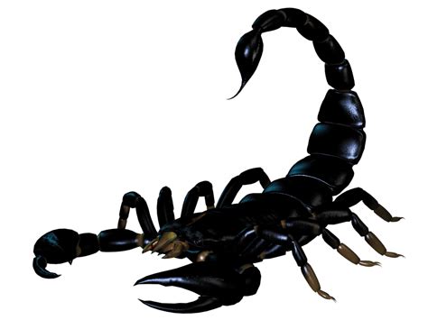Scorpion Png