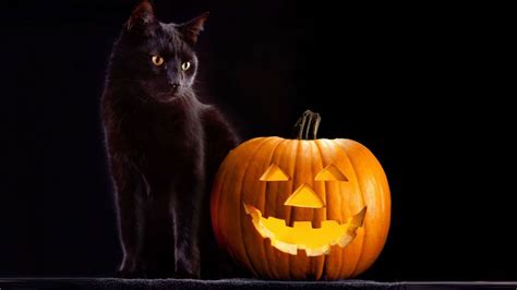 Es Halloween Cuiden De Los Satánicos A Su Gato Negro Rubén Luengas