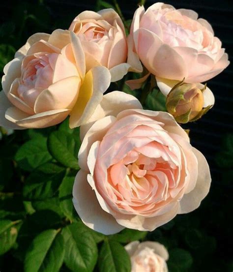 Pin By Crystalandrust On ~romantic Heirloom Roses~ Heirloom Roses