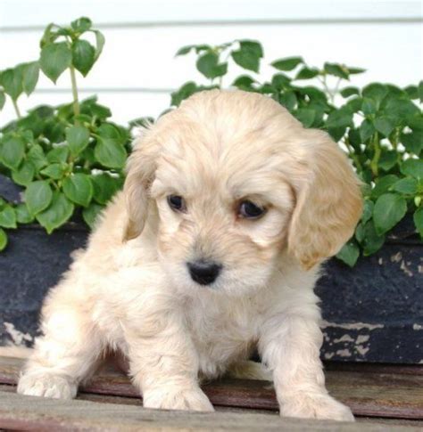 They were descended from dogs called barbets, or water spaniels, who were crossed with small white lap dogs. Cavachon Puppies For Sale | Austin, TX #202510 | Petzlover