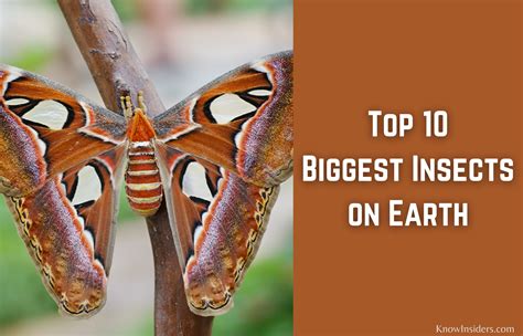 Top 10 Biggest Insects In The World Knowinsiders