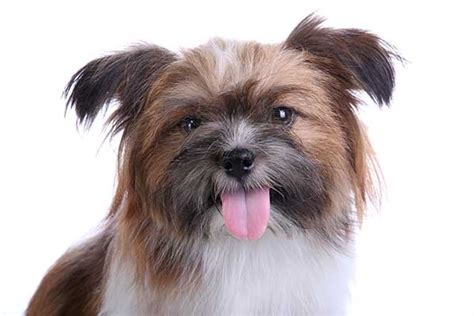 Why Do Dogs Stick Their Tongue Out Here Are 5 Reasons