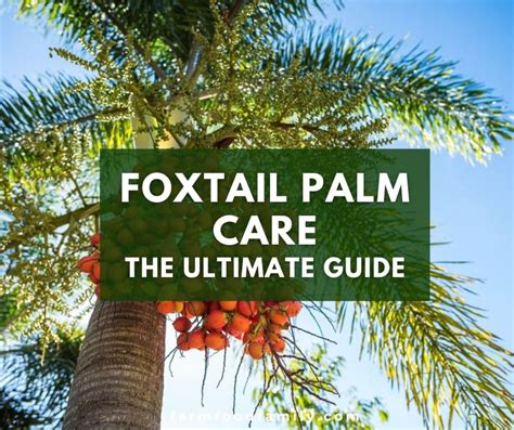 Foxtail Palm Care How To Keep Your Wodyetia Bifurcata Healthy