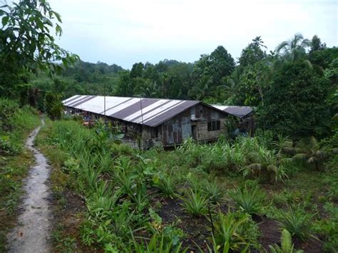 Orangutans (pongo pygmaeus) can be widely observed while on the treks offered or while staying in the longhouses or night camps. La Menyang Tais Longhouse - Picture of Batang Ai National ...
