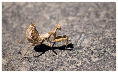 Maybe you would like to learn more about one of these? Pregnant Mantis | A pregnant praying mantis taken in Malta ...