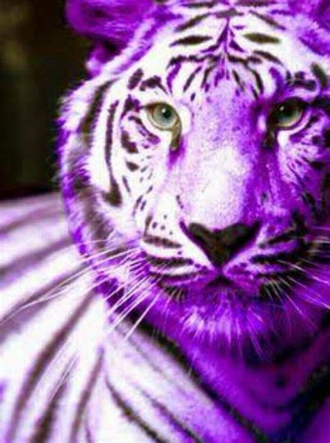 119 Best Tigers Images On Pinterest Wild Animals Big Cats And White