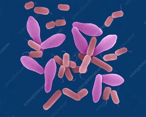 Clostridium Perfringens Bacterium Sem Stock Image C0322632