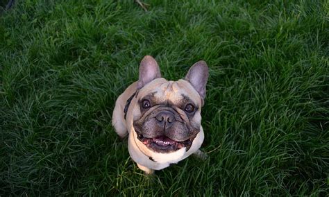 3 Common French Bulldog Health Problems That Every Owner Needs To Know