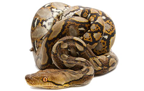 World Record Reticulated Python
