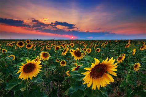 Sunflowers Full Hd Wallpaper And Background Image 2048x1365 Id434707