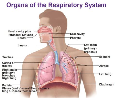 Respiratory Physiology Introduction Owlcation
